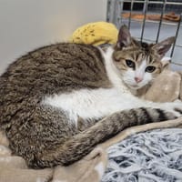 DEMETRA, chatte à adopter