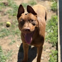 Viper CAA13660, chien à adopter