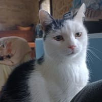 Marley, chat à adopter