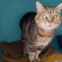 Siwa, chatte à adopter