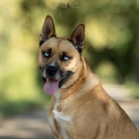 Falco, chien à adopter