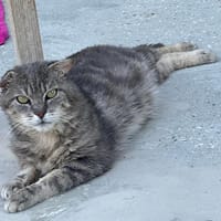 BOLOSS, chat à adopter