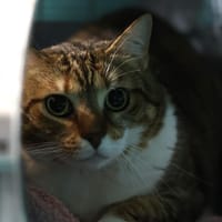 NETA BEBE, chatte à adopter