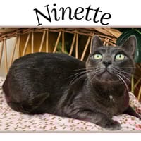 NINETTE (Réservée), chatte à adopter