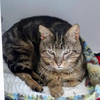 MARS, chat à adopter
