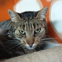 PEPITE C, chat à adopter