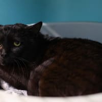 ARTUR, chat à adopter