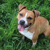 Steffy, chienne à adopter