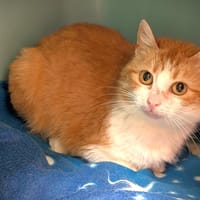Fauvette, chatte à adopter