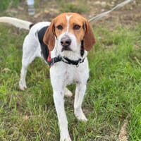 PICKLES, chien à adopter