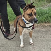IWORO, chien à adopter