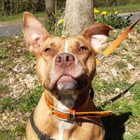 Aloy, chienne à adopter