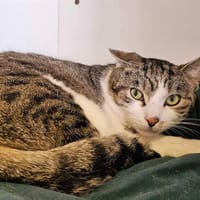 MILO, chat à adopter