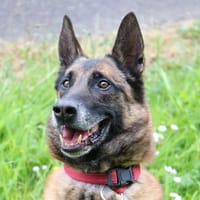 NARKOS, chien à adopter