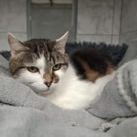 NOGUETTE, chatte à adopter