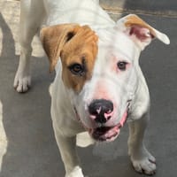 Nocciolata, chien à adopter