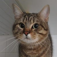 VEGETA, chat à adopter