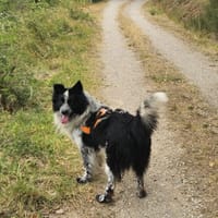 Pif, chien à adopter