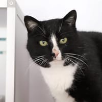 FELICIE, chatte à adopter