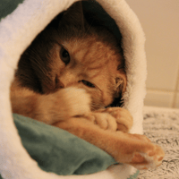 PITCHO, chat à adopter