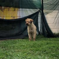 JAZZ, chien à adopter