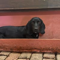 Bonnie, chienne à adopter