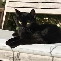 WAKA, chatte à adopter