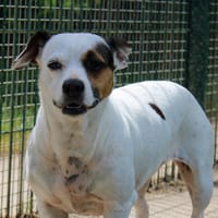 CANAILLE VAA, chienne à adopter