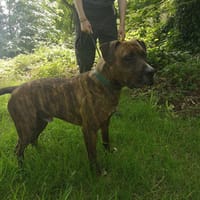 PACO FAMILLE D'ACCUEIL, chien à adopter