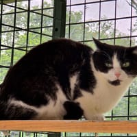 MITSUKO, chatte à adopter