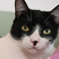 Lenny, chat à adopter