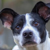 PRINCE 2, chien à adopter