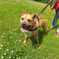 Jody, chienne à adopter