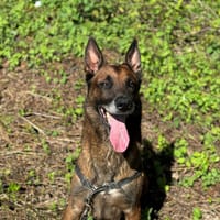 NARPO OAA19523, chien à adopter