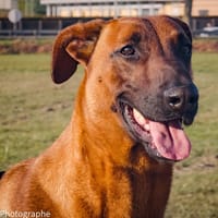 ROUNDUP, chien à adopter