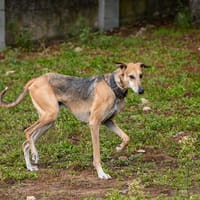 Sinaï, chien à adopter