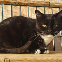 MULAN, chatte à adopter