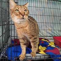 SEIYA, chat à adopter