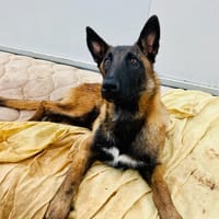 CHRISTIAN, chien à adopter