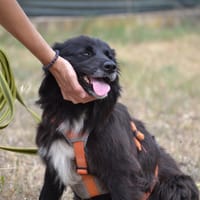 CANA, chienne à adopter