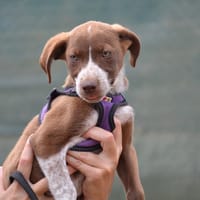 MICKEY, chien à adopter