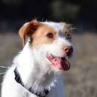 RUMBA, chienne à adopter
