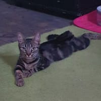 tabi, chatte à adopter