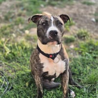 tuco, chien à adopter