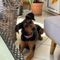 CHIPEC, chienne à adopter
