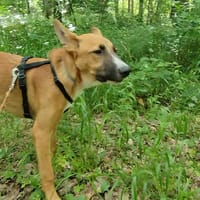 NATAN, chienne à adopter