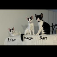 LISA, BART et MAGGIE, chatte à adopter