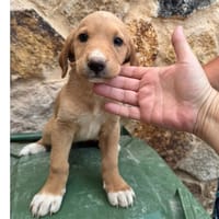 SABLE (Martina), chienne à adopter