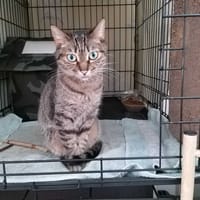 Wally, chatte à adopter