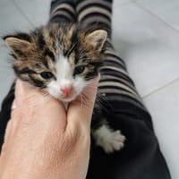 aiko, chat à adopter